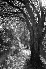 L'Orbe, le chemin des Présidents