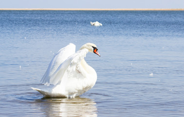 Naklejka premium Mute swan on water