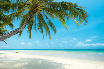 Schöne Kokospalme am tropischen Strand, Thailand