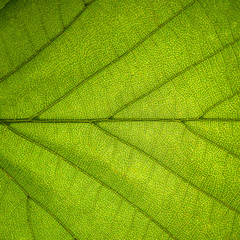 Plakat Leaf texture