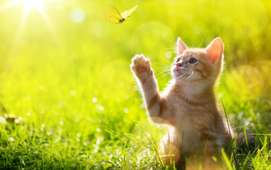 art Young cat / kitten hunting a butterfly with Back Lit - obrazy, fototapety, plakaty