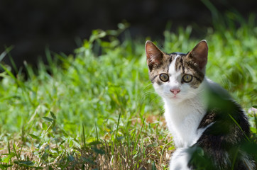 Dun Cat Watching in Grass