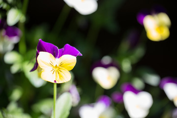 Pansy