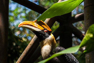 hornbill in the jungle