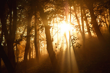 Mystical sun rays between trees