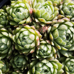 close-up of succulent sedum as beautiful natural textured bouquet