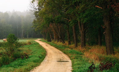 The road near the forest
