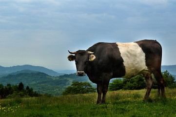 Cow on a green summer meadow. Blurred background