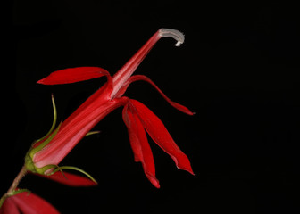 Obraz na płótnie Canvas Closeup of Cardinal Flower