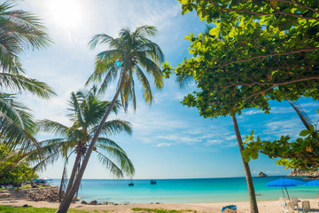 Fototapeta na wymiar Uprisen angle view of nice tropical background with coconut pal