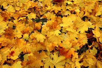 Tapis de feuilles d'automne 