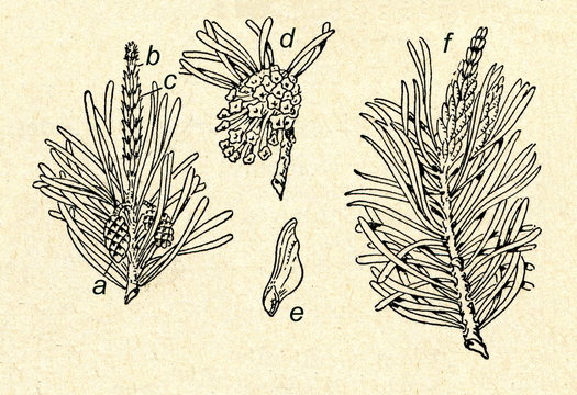 Needles, cone and seed of pine
