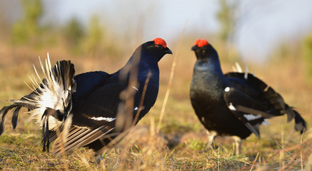 The Black Grouse or Blackgame (Tetrao tetrix).