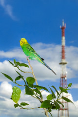 Небесный попугайчик