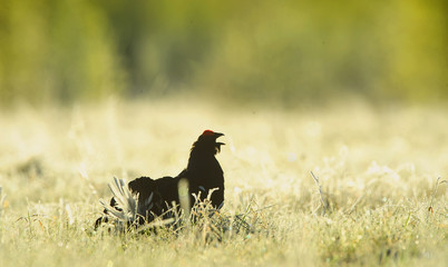 The Black Grouse or Blackgame (Tetrao tetrix).