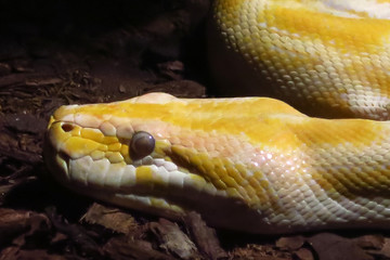 Head albino python / Head of a large specimen of albino python, along more than 3 meters