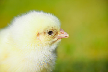 Cute little chick outside on green meadow