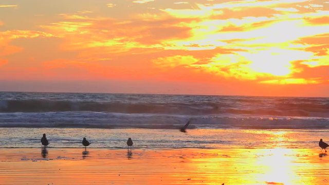 Shorebirds bask in golden sunset light along the Central California coast.