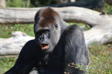 gorille