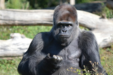 gorille