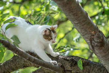 樹上ののらねこ