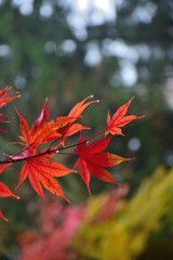 Vibrant Autumn Colors in Nikko, Japan