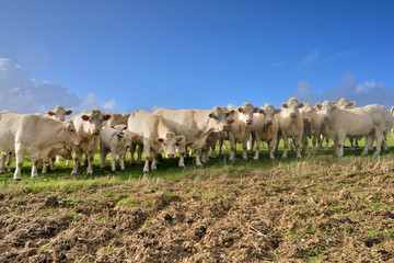 Fototapeta premium troupeau de bœufs curieux