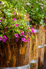 Fototapeta na wymiar Plant and flowers in the wooden tub vertical