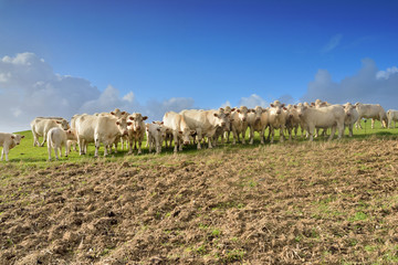 Obraz premium troupeau de bœufs curieux