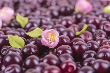Bud cherry on the background of berries - 91498942
