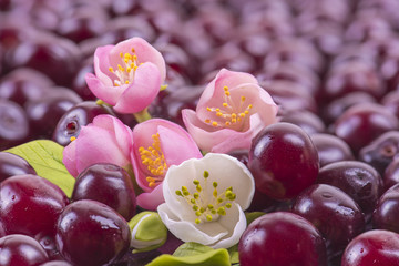 the buds of cherry blossoms on the background of berries - 91498971