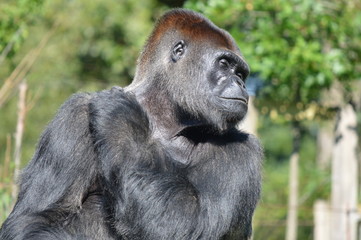 gorille