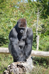 gorille