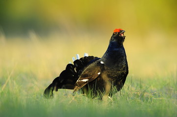 The Black Grouse or Blackgame (Tetrao tetrix).