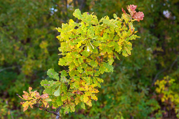 Oak tree branch