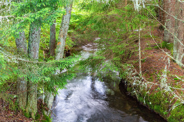 Creek running through the forest