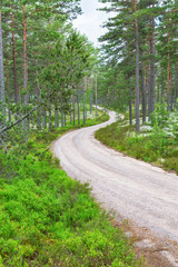 Curvy gravel road through the woodland