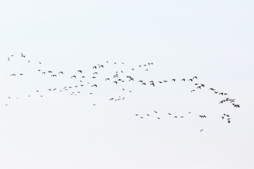 Bird migration of geese on the sky