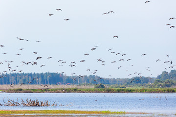 Flock of geese flying over the lake