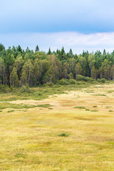 Bog landscape at the woods