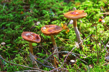 Three mushrooms growing in the moss in the forest