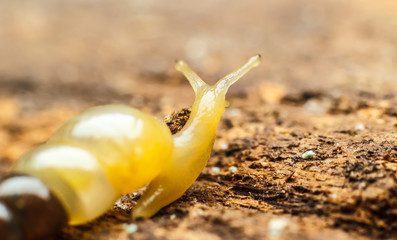 Snails Macro