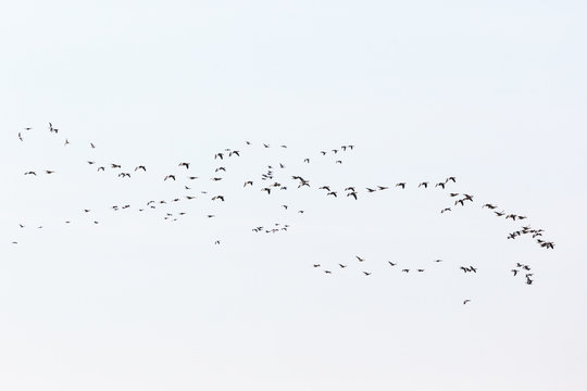 Bird migration of geese on the sky