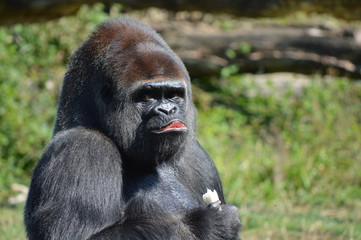 gorille