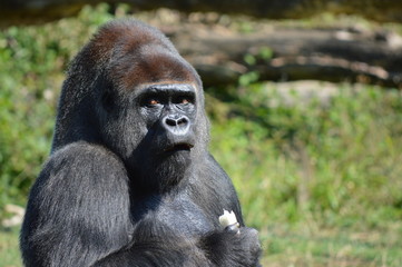 gorille