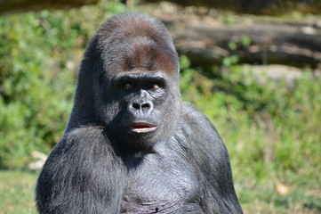gorille