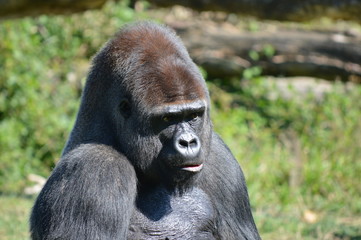 gorille