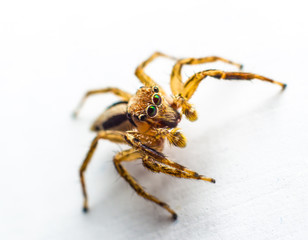 Spider Jump in Thailand