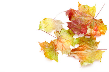 border frame of colorful autumn leaves on white background