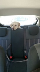 Trasporto cane in auto